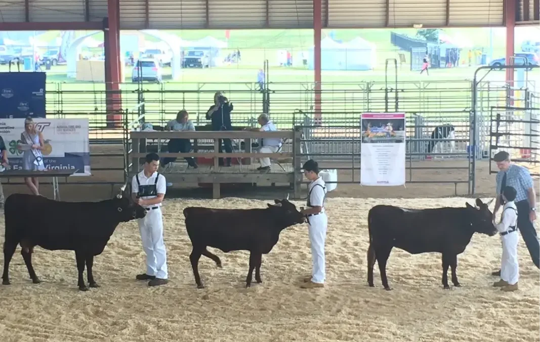 Opportunity for American Milking Devon at Dutchess, County NY Fair