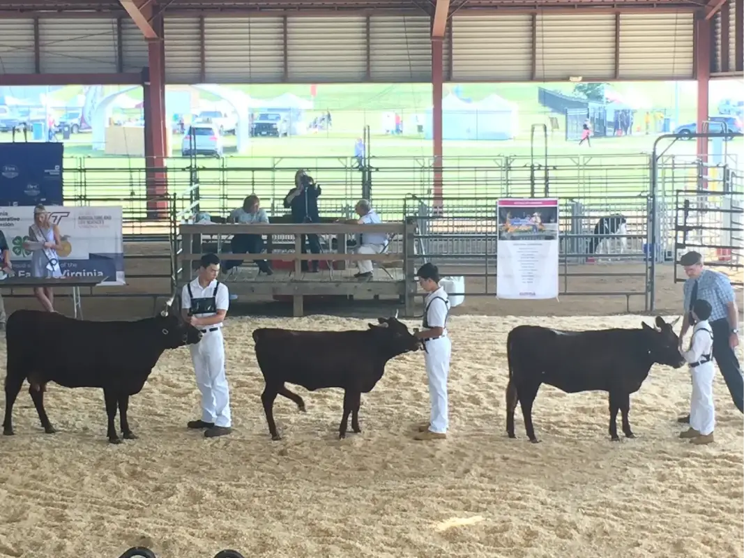 Devons in Show Ring VA State Fair 2018