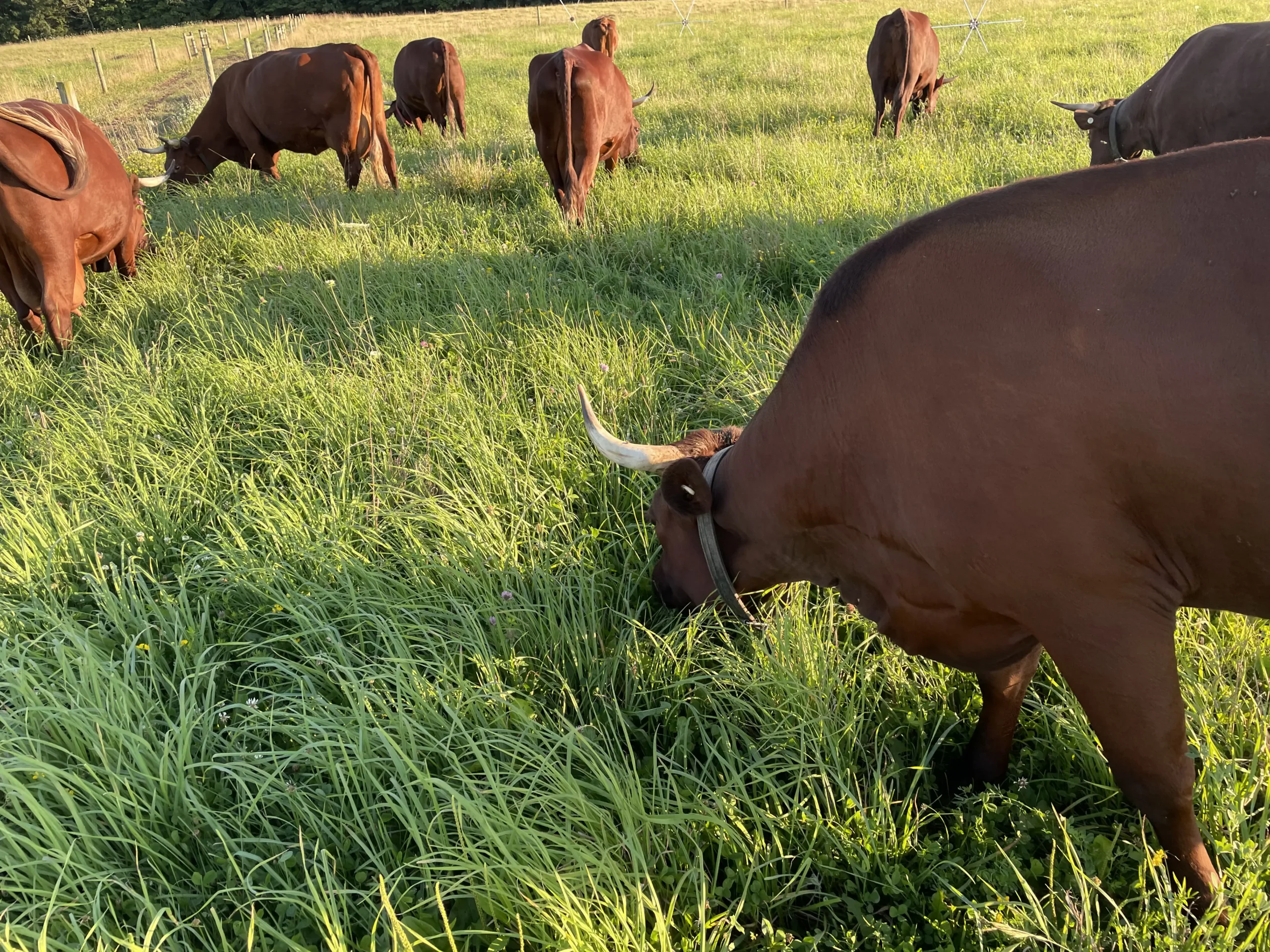 devon cattle