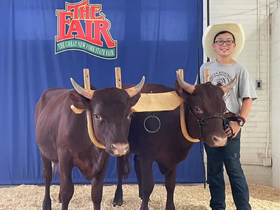 Josiah ox team at NY state fair