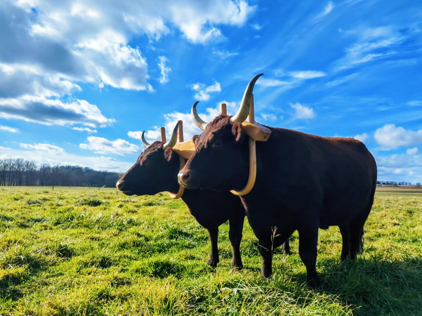 devon cattle
