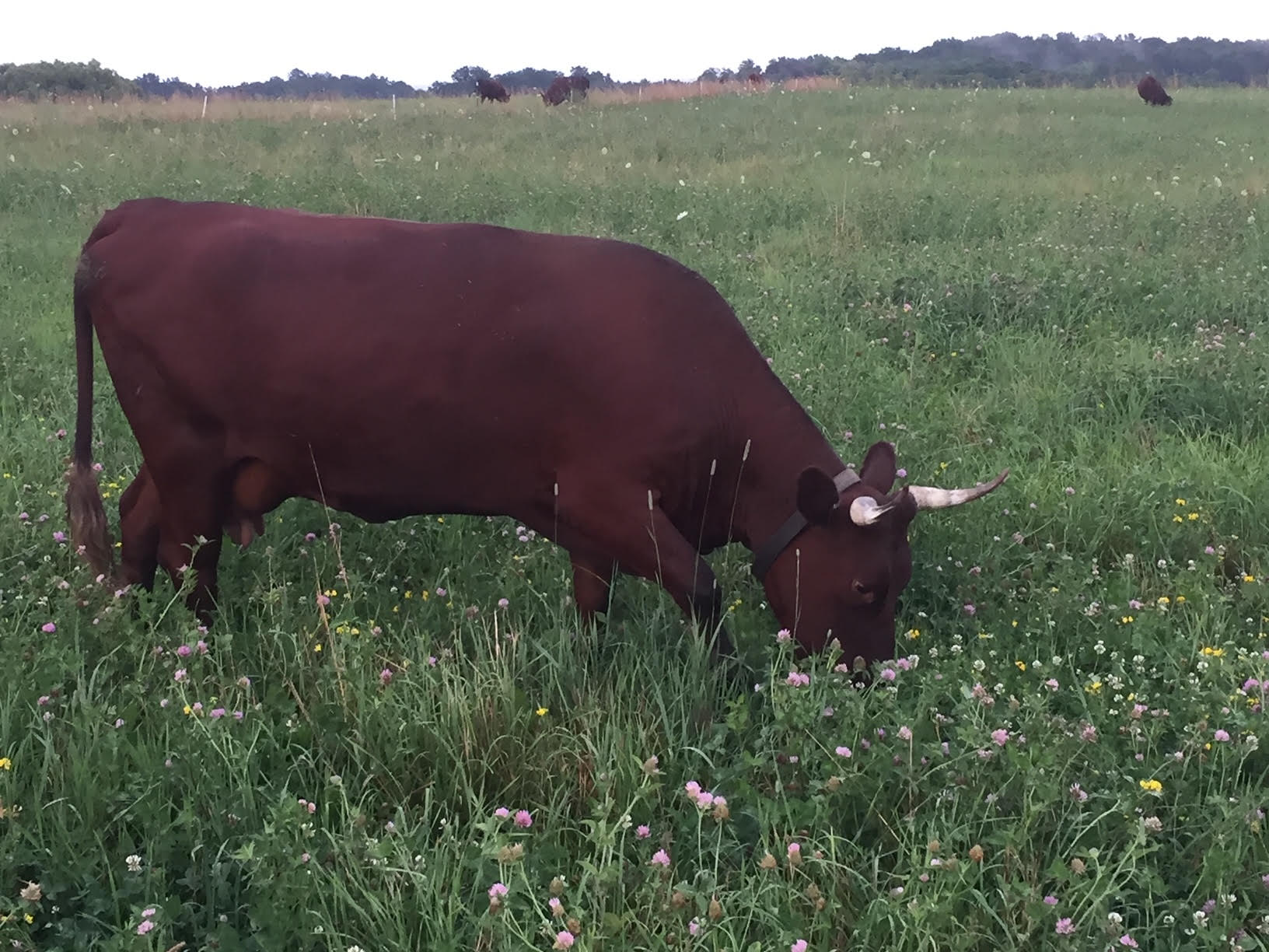 cow eating grass